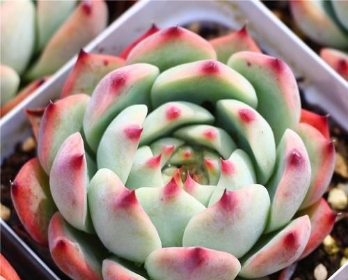 此款多肉,好养又耐旱,30天不浇水,反而胖成肉墩子