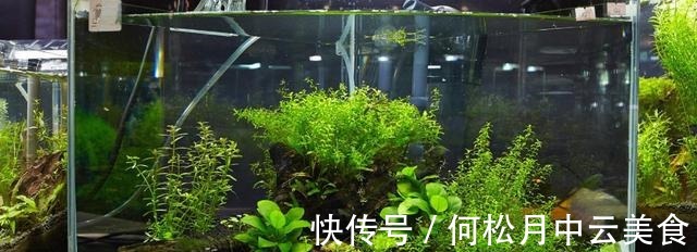 鱼缸换自来水的正确方法！