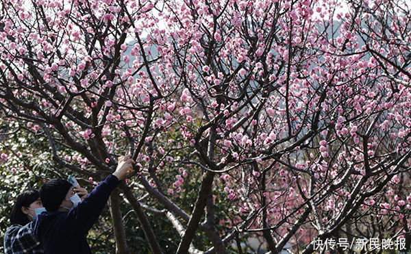 花开两朵，各“赏”一枝！苏州太湖西山梅花迎来最佳观赏期