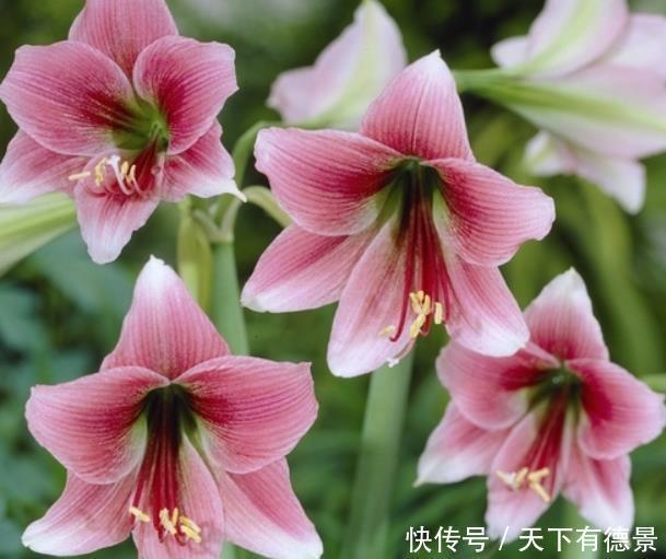 想养朱顶红,避开“2个坑”,买到对版的,年年能开花