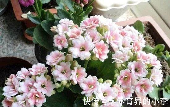 长寿花这样伺候,健康又长寿,开完一茬又一茬