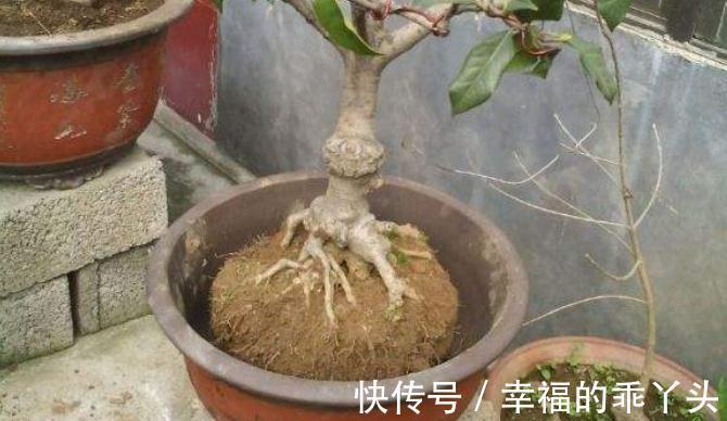 花盆儿|门前栽桂花长成“贵人树”