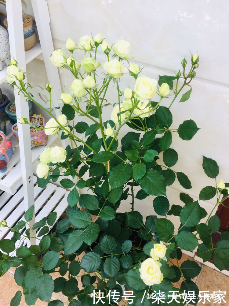 月季|“高端月季”土星王阳台，丰腴婀娜，美丽怡人，可以说是养花必备