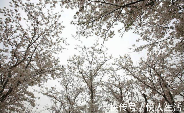 韩孟|韩愈很经典的一首诗,表现手法高超,写出了完全不一样的春色美景