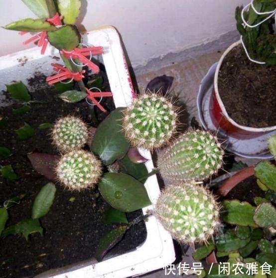 购买|成功将仙人球叶仙嫁接一起,成品非常漂亮,园艺家出千元购买