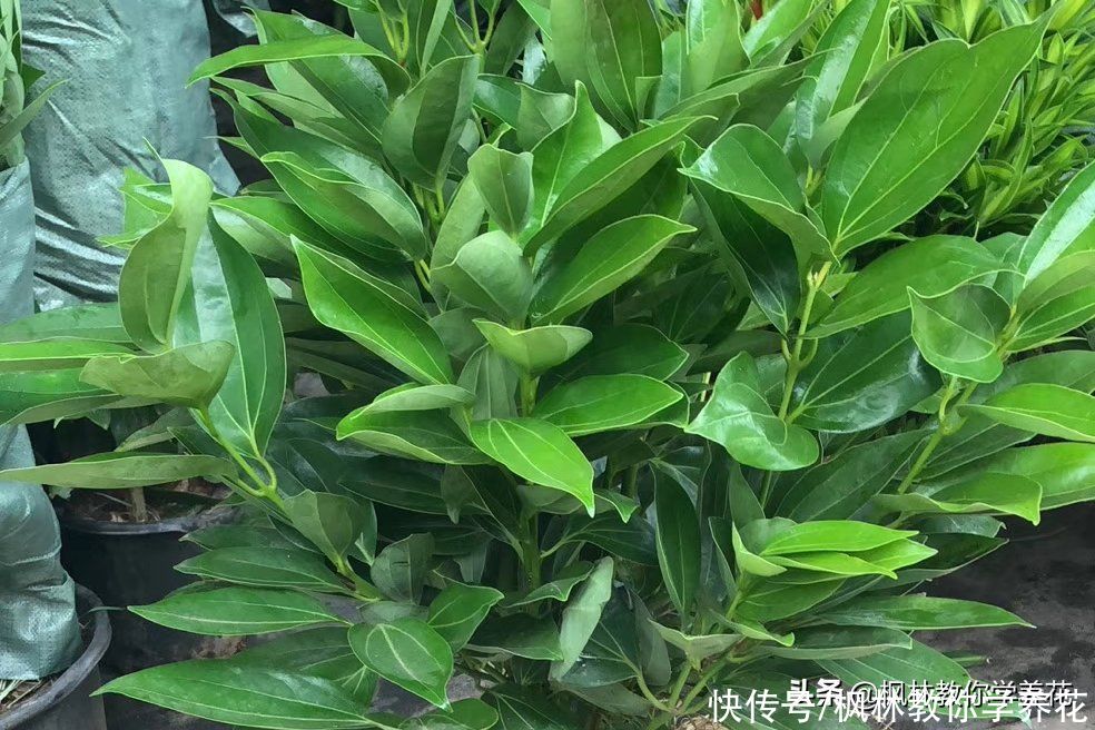 春节过后花店里没有卖完的花去哪里了