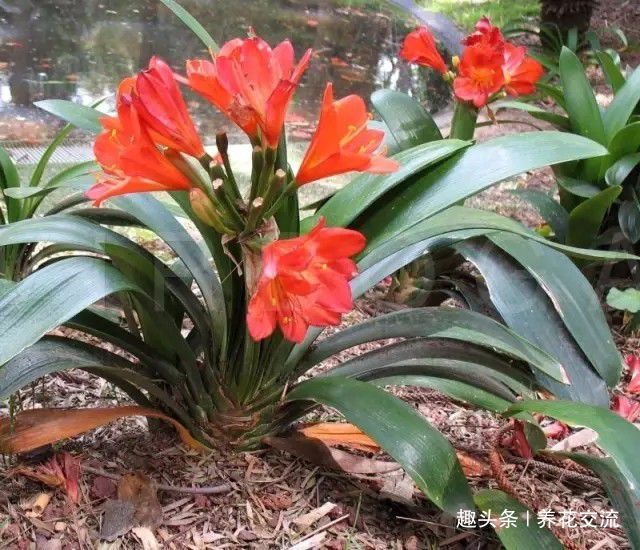 君子兰养成室内盆栽保持每年花开的技巧，让叶子更有亮泽