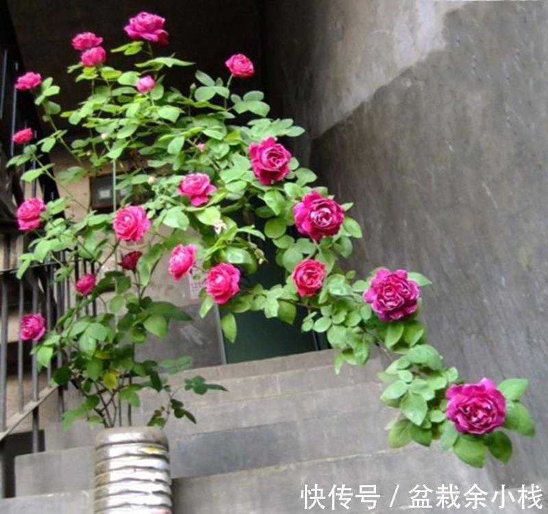 盆栽|养藤本月季,观花赏叶,室外地栽、室内盆栽该注意哪些地方?