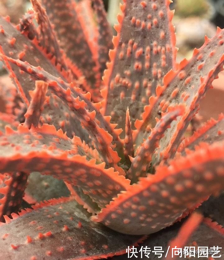 带花纹的圣诞芦荟，最好养的多肉，随意浇水，不挑环境很好养