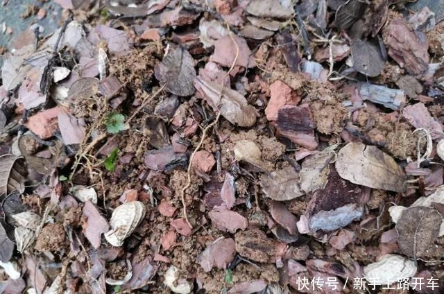 8种花换盆,换好了生一堆,换错立马死!8种花换盆,换好了生一堆,换错立马死!