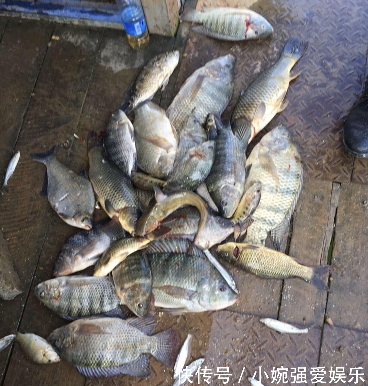 好吃|可惜!男子钓起“芝麻怪鱼”,却全部丢弃,网友:最好吃的花雕鱼