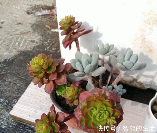 蒂亚徒了,都可以召唤“神龙”,手一痒,全都拔了!