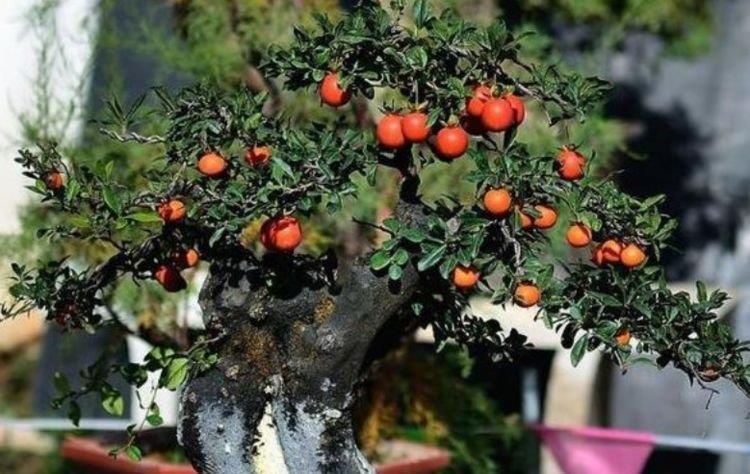 金弹子|阳台养这几朵花,花开不断,沾点水就疯长,开花勤还爱爆盆