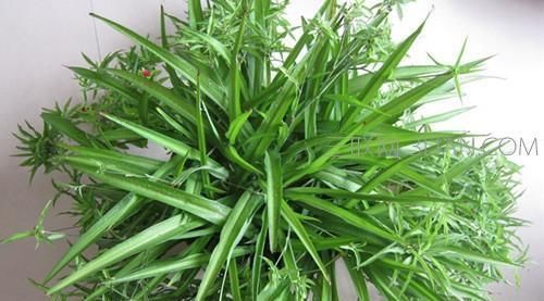 养花|养花“万能肥”,路边捡几块,分分钟让文竹、吊兰“爆盆”