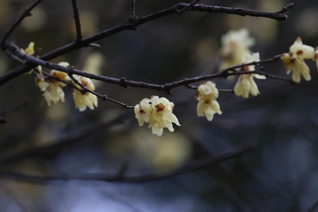 梅景|蜡梅、梅花罕见同开，武汉植物园限量版梅景上新