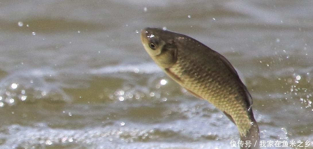 冬钓什么时候需要“钓半水”?难道深水不更暖吗?原因竟是这3点