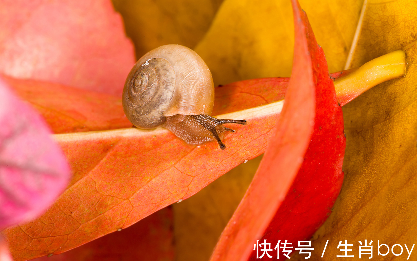 存在感|特别注重“存在感”的生肖，某些情况下甚至比钱都重要