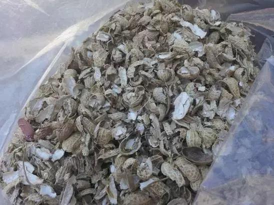 盆里埋几粒花生，叶子浓绿开花多，半年都不用施肥了！