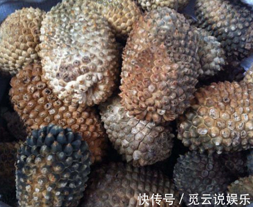 黄果茄|这些草药城里人可能一辈子都没见过,但农村却遍地都是,还能治病