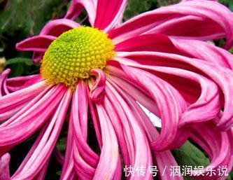 薰风|喜欢菊花,不如养盆“珍稀名菊”薰风倩影,是仙女舞裙,端庄典雅