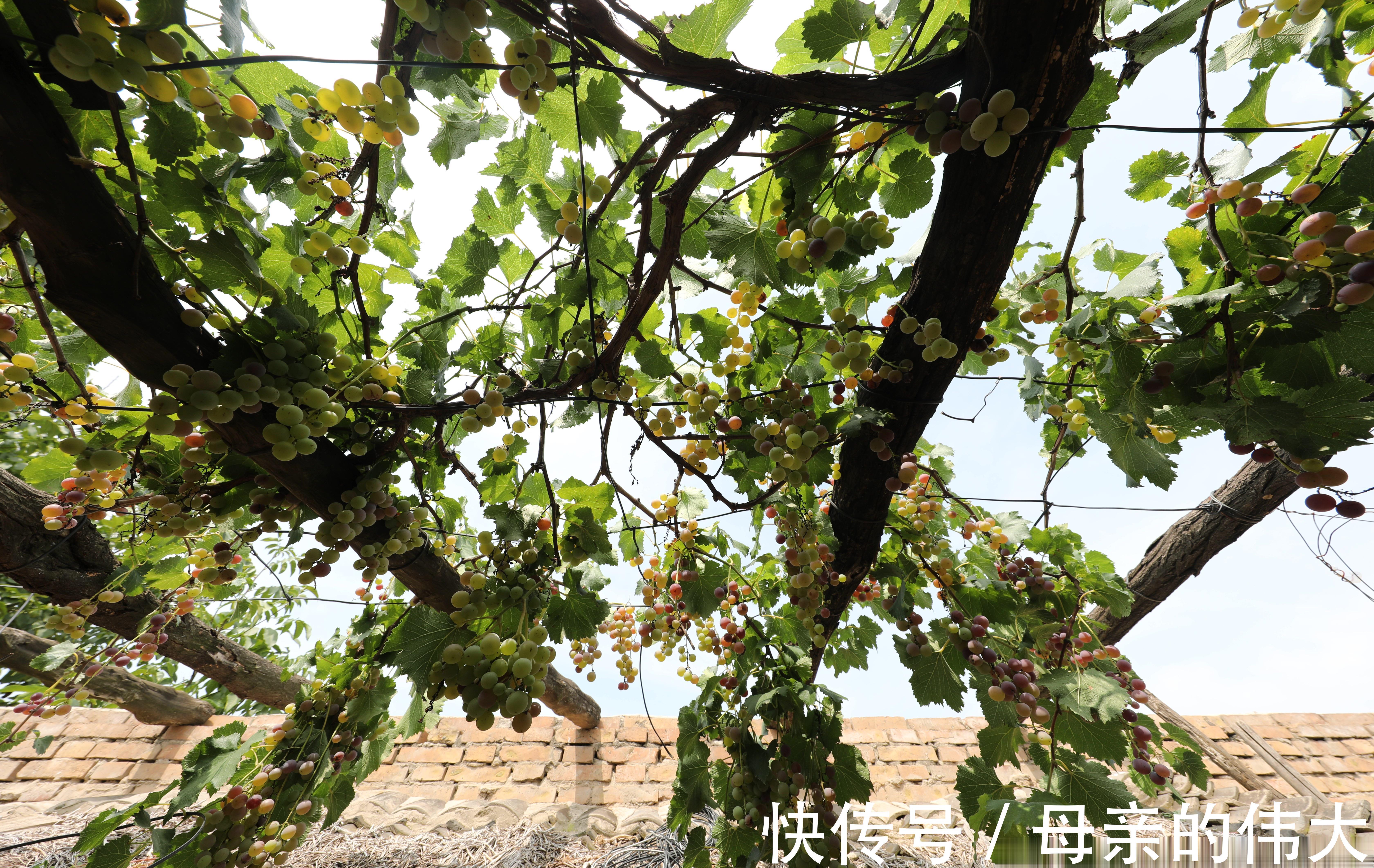 老人家|晋南81岁奶奶家有“稀罕货”，养“警犬”日夜看守，背后有故事