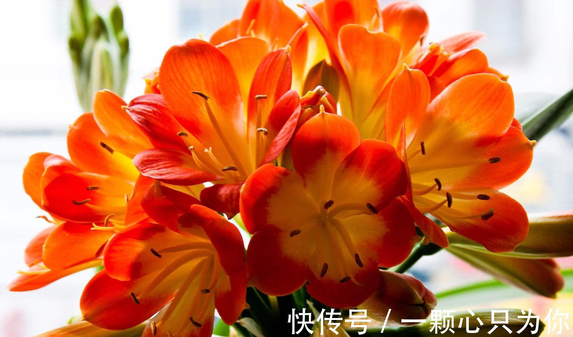 温差|君子兰“夹箭”开不动?学会2招,只要7天,就把花箭拽出来