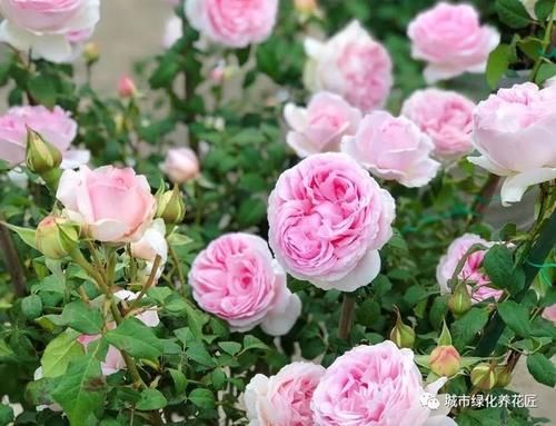 买的营养土,椰糠混合些珍珠岩,可以直接用来养月季花吗?