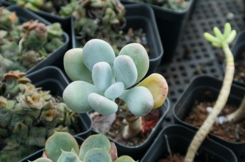 多肉植物|多肉别再扦插了，用这方法简单又高效，一盆变多盆！