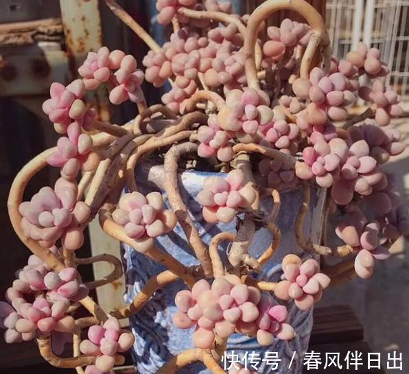 多肉植物|不容错过的4款多肉,每一种都胖乎乎上色美,一次养10盆不嫌多