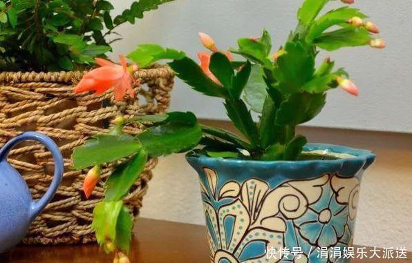 夏季养殖蟹爪兰、沙漠玫瑰、仙客来、君子兰，少浇水反而长得好