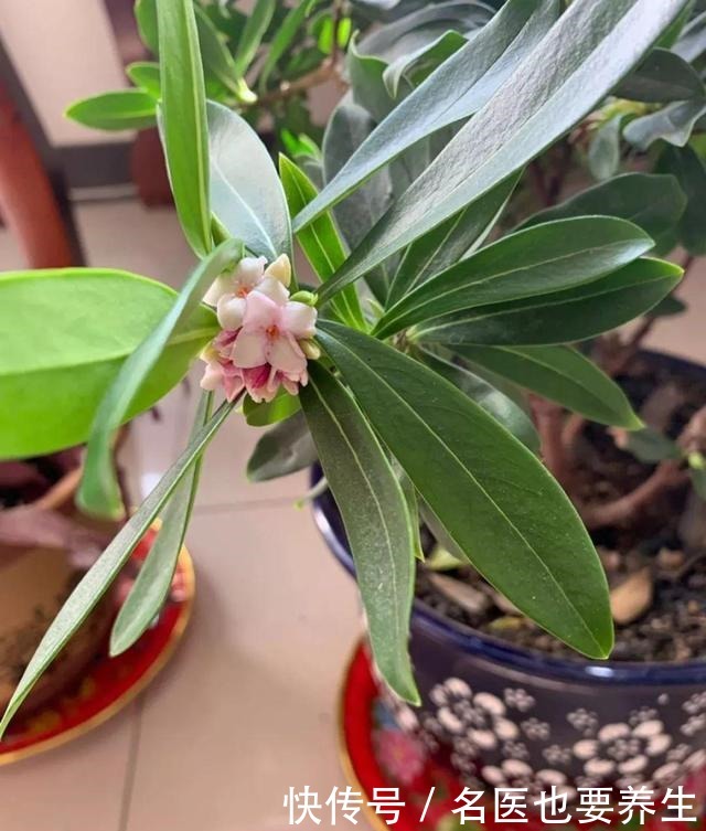 花香堪比香水,邻居大妈都追着问,眼馋极了!