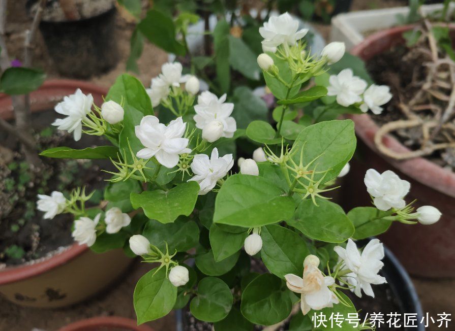 肥料|家中常见的6种花，想要夏季花开不断，不要吝啬光照，使劲晒