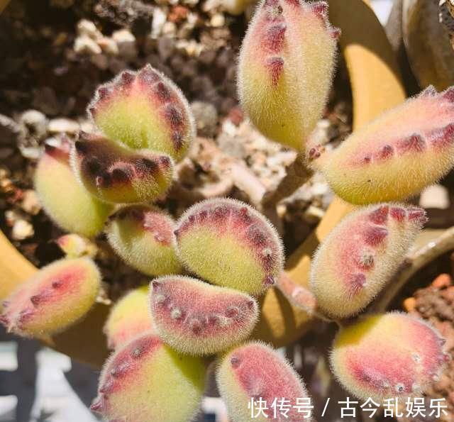 熊童子,花普货的价钱赏贵货的颜值,做好5点,红叶尖肥叶片都要