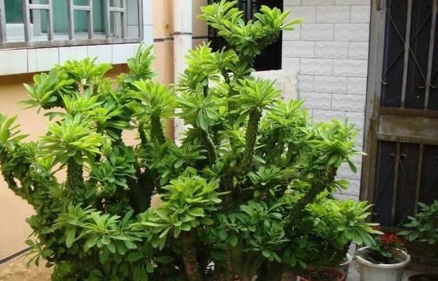 爷爷在路上捡来的树枝,竟长成一人高的大树,给两万块也舍不得卖