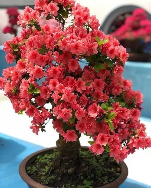 图片作者|家里有这10种花,多修剪少浇水,能养成高价盆景