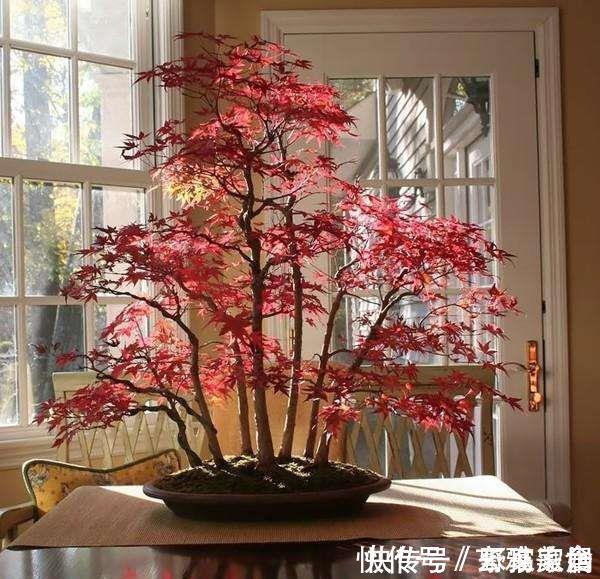 竹芋类|五种盆栽,自带高贵气质,在家摆一盆,格调高,人人夸你眼光好