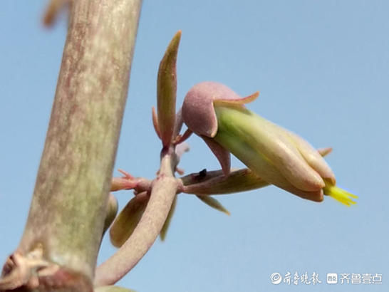 牛年好兆头，落地生根开花了