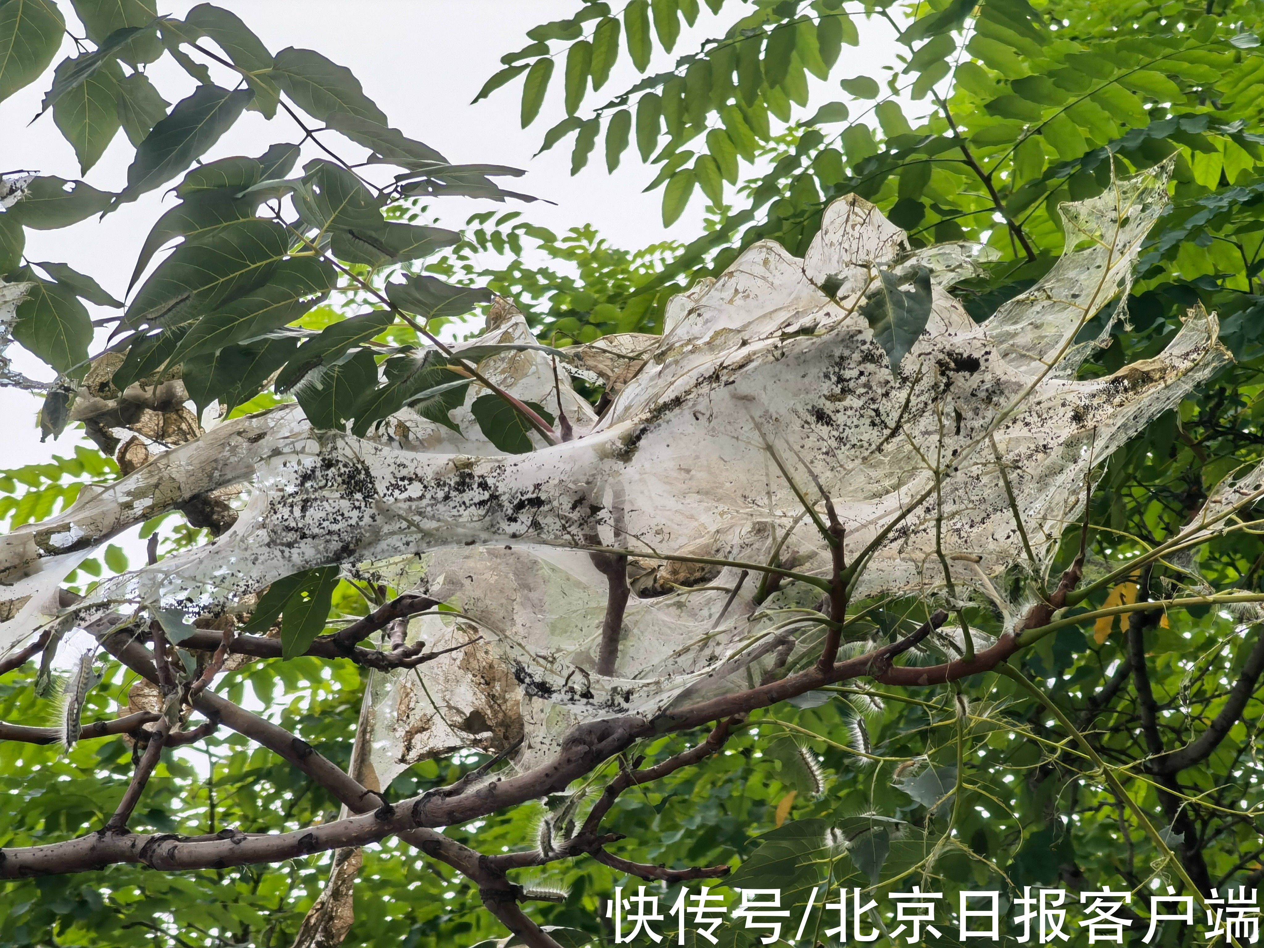 树木|触目惊心!北京望京北小河树木遭遇美国白蛾,有树整株被吃光