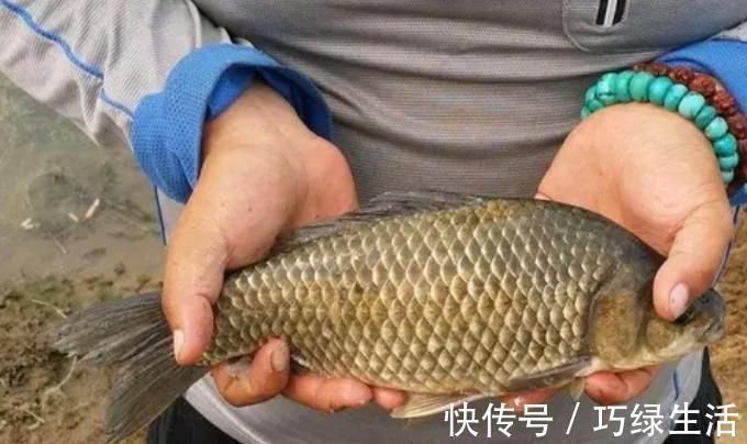 五分钟告别“空军”,春钓大板鲫就数这钓法才最狠,十人用九人爽