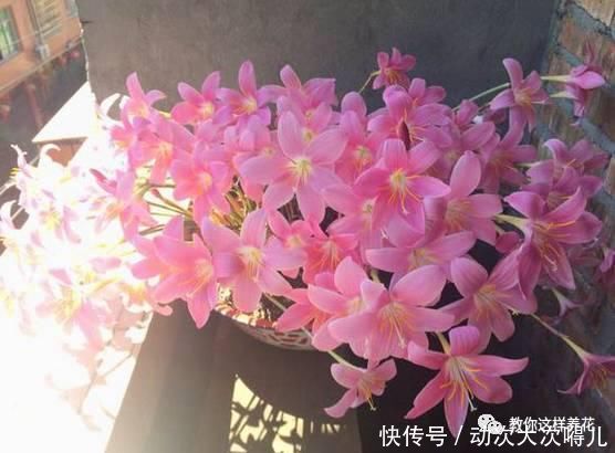  惊艳|这种球乱养都能活，丢盆里1个月开花，开花太惊艳