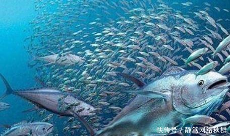 一条鱼卖400万!创造了世界吉尼斯纪录,凭啥卖这么贵?