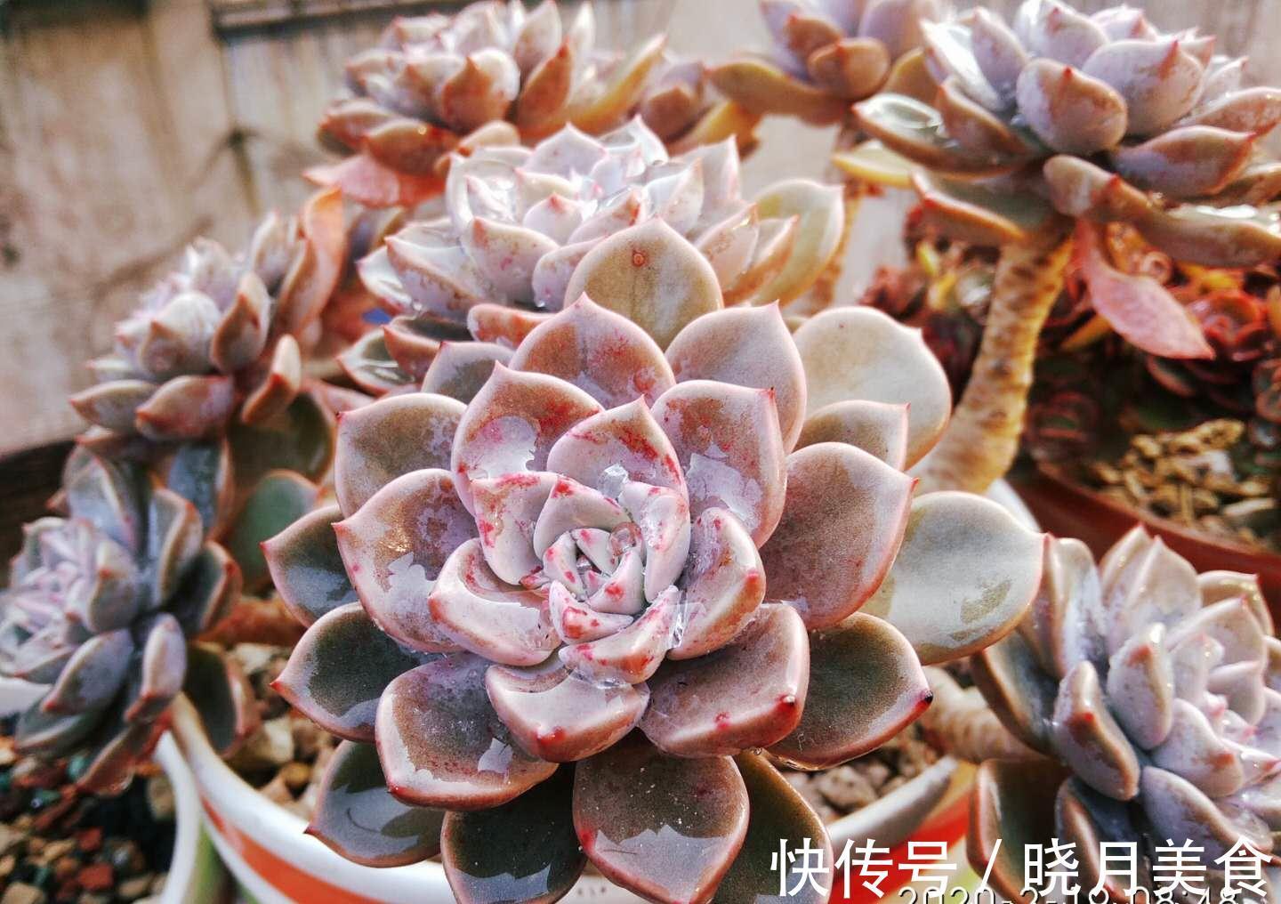 多肉红粉佳人看似普通,但我们要养出自信,因为它的老桩真的很美