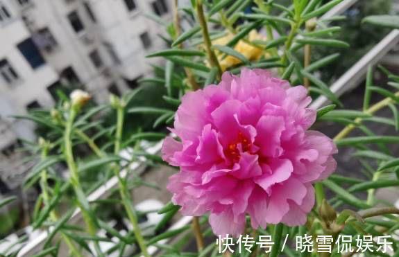 花儿|秋天的太阳花,给点肥剪一剪,从瘦弱变得茁壮,花儿更多