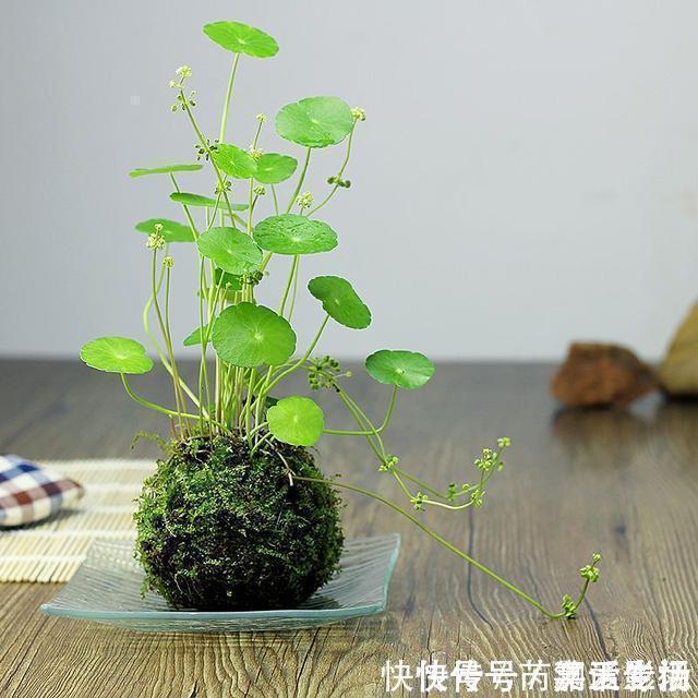 青苔|马路边常见“3种草”，养花盆里变“盆景”，好看又值钱！