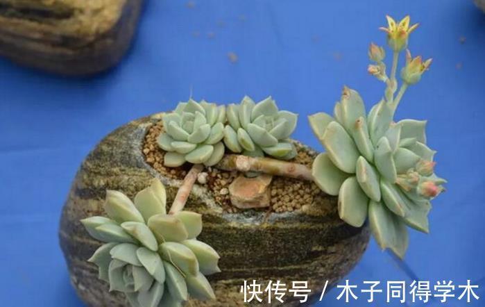 叶片|追求颜值、性价比,养多肉就选普货白牡丹,打理、扦插不费劲