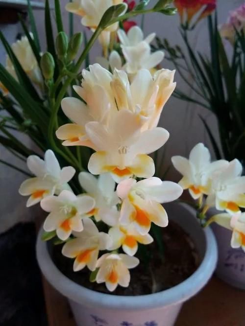 一年生一窝的5种花，越养越多，养它们不花钱还能赚钱！