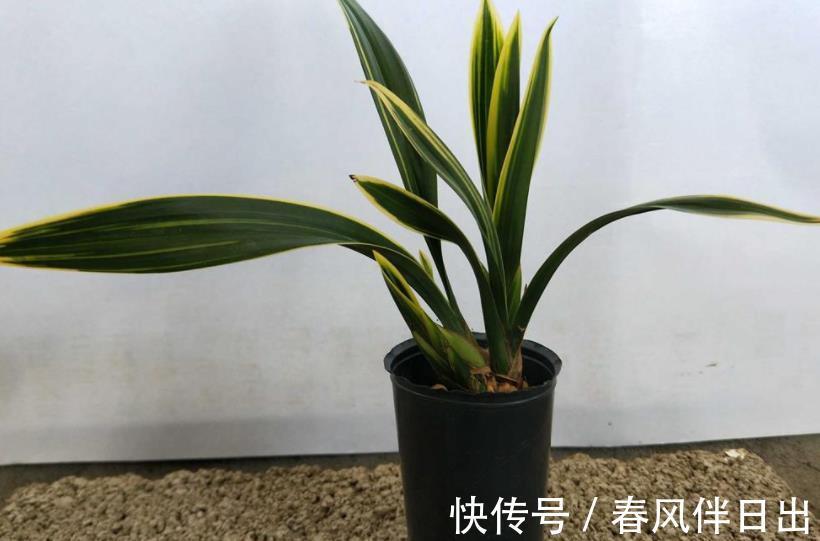 兰花|墨兰红神荷,一款品相独特的兰花,盆栽花大色艳,拍照十分美