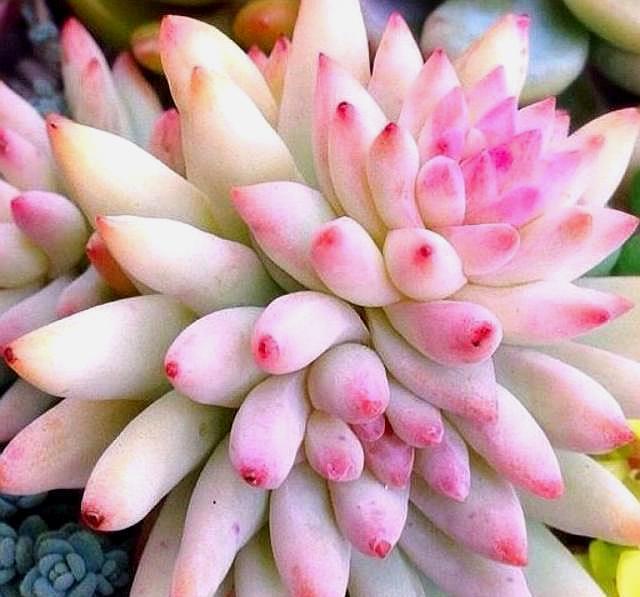 多肉植物缺水蔫,不能恢复生机,教你一招,很快变成“胖美人”