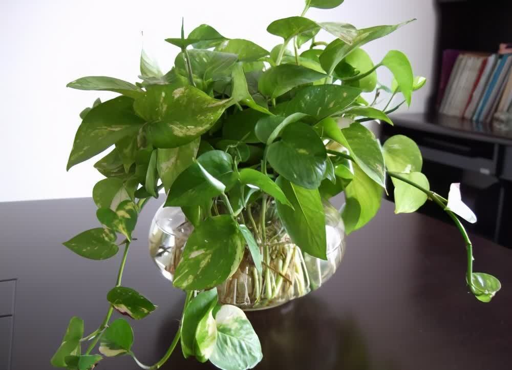 绿萝快速生长,环境很关键,做好这4点就行