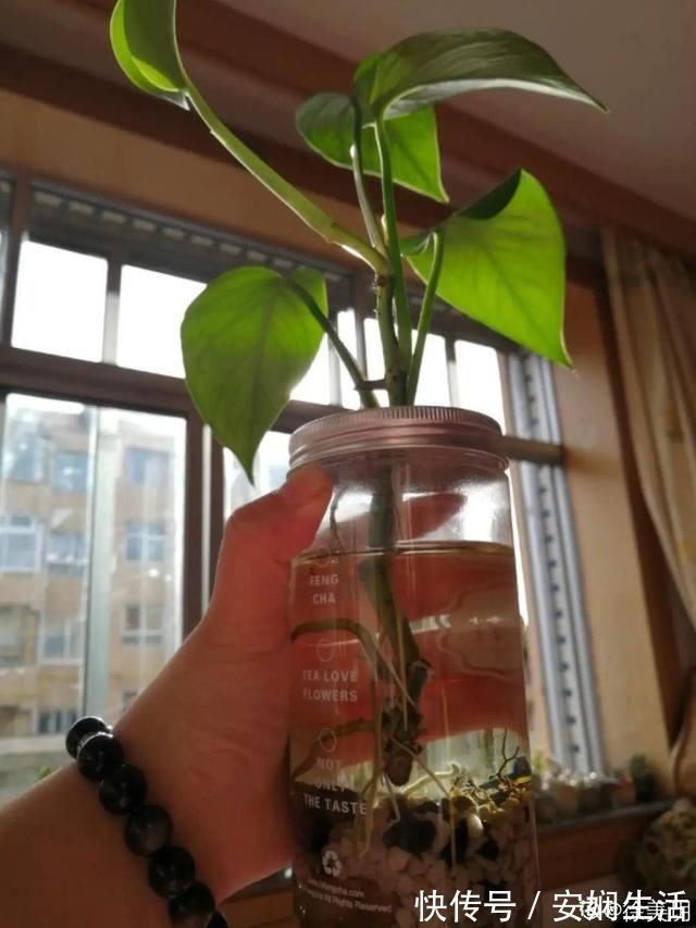 达克宁软膏|1粒小药片,碾碎丢水里,花像吃了兴奋剂疯长